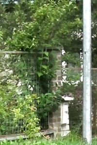 Deluxe Moggy Is Caught Peeing Twice In This Set