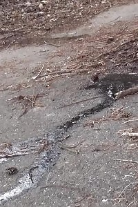 Dazzling Ginger Stands To Pee Outside